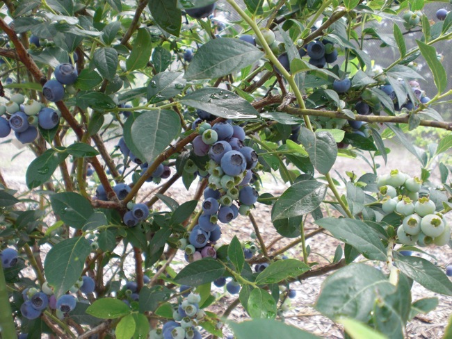 e0163202_2048279.jpg