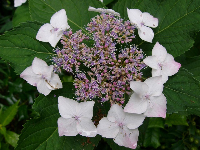 a0123003_15545510.jpg