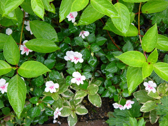 a0123003_16452640.jpg