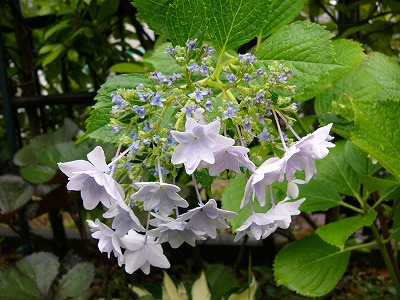 a0123003_16544511.jpg