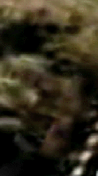 e0103408_1348616.gif