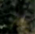 e0103408_13561787.gif