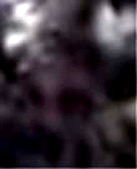 e0103408_13574737.gif