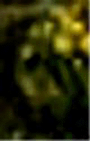 e0103408_1359286.gif