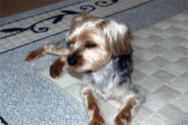 c0143711_20561086.gif