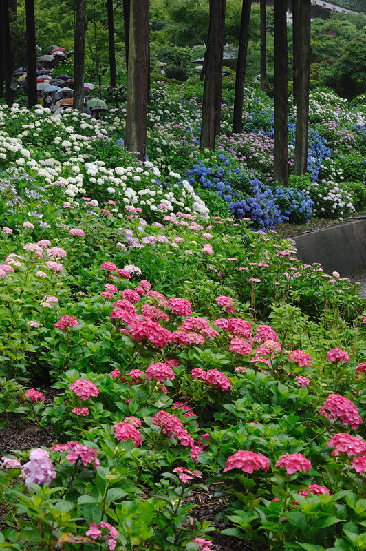 梅雨の彩りを探しに・三室戸寺　其の三_f0032011_18475857.jpg