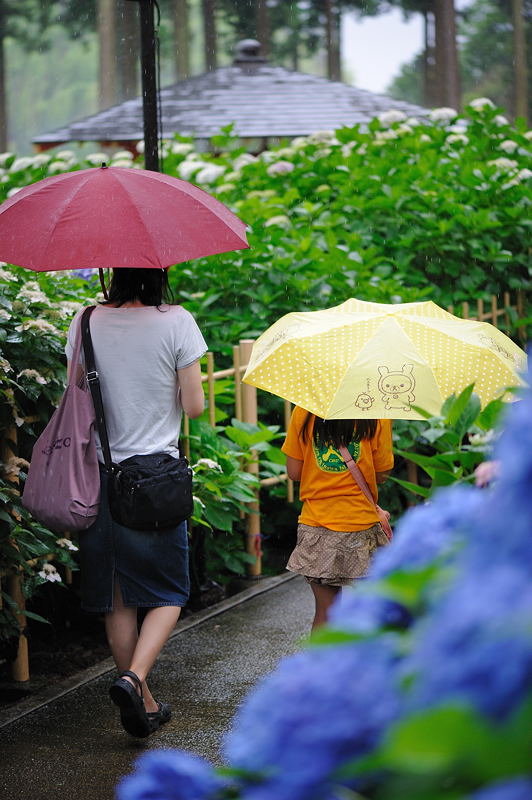 梅雨の彩りを探しに・三室戸寺　其の三_f0032011_18521341.jpg