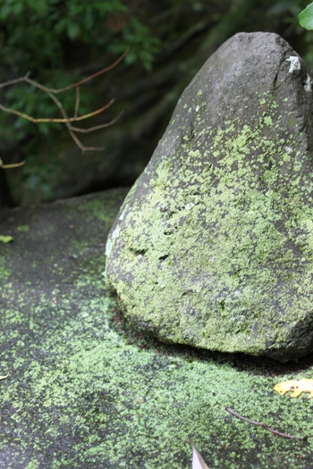 京都で再会！-梅雨の合い間の晴れた日-　Part１_d0128712_1435353.jpg