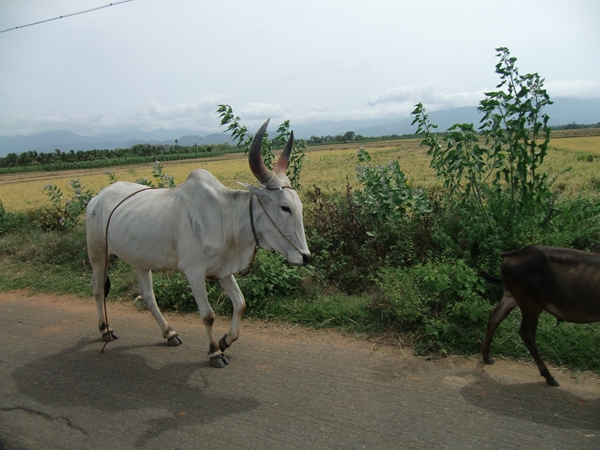 インド旅行記 その二_b0181516_232908.jpg