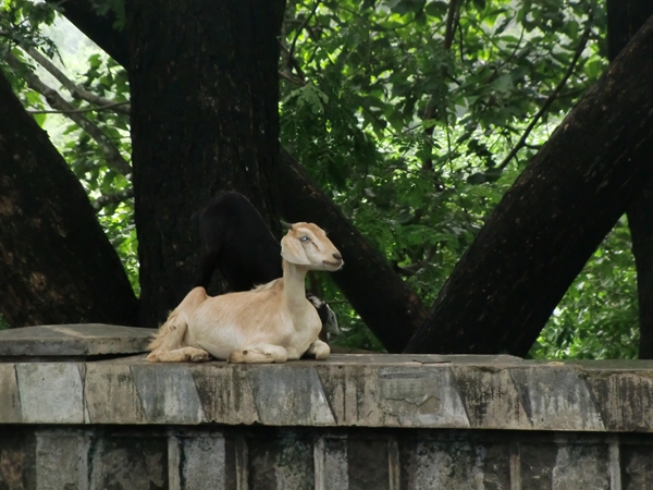 インド旅行記 その二_b0181516_23293160.jpg