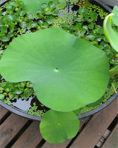 c0198717_8314775.gif