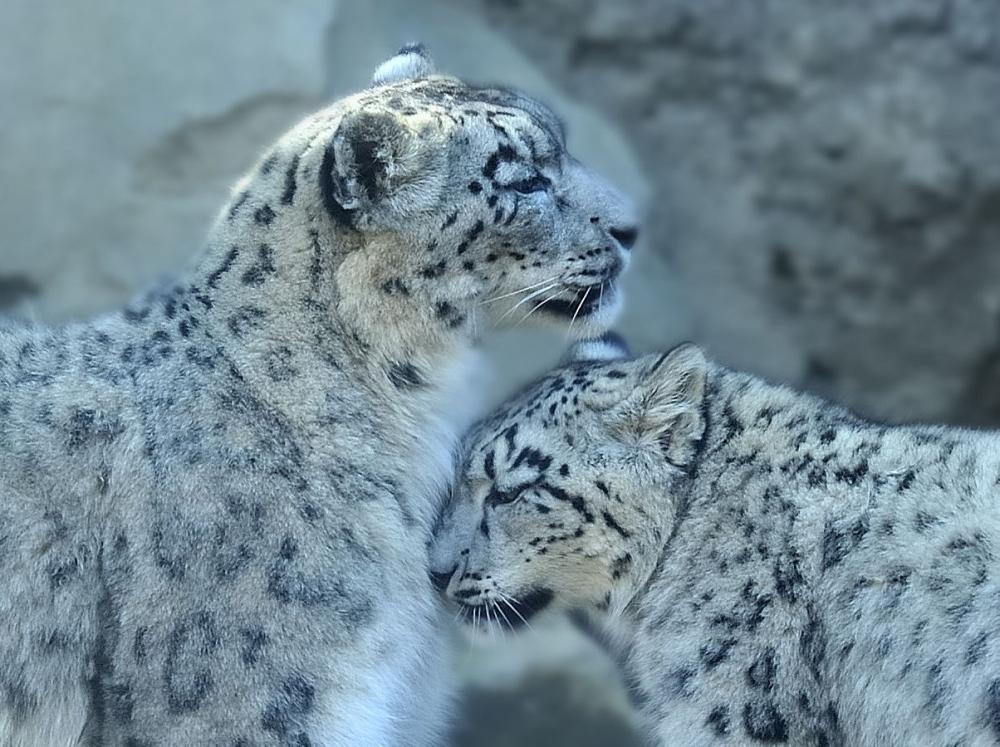 ユキヒョウのユキ 安らかにお休みください 写真を貼ったりするブログ かも ユキヒョウのユキ 安らかにお休みください 写真を貼ったりするブログ かも