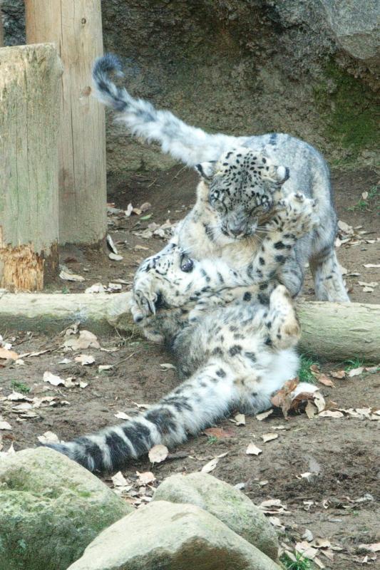 ユキヒョウのユキ 安らかにお休みください 写真を貼ったりするブログ かも ユキヒョウのユキ 安らかにお休みください 写真を貼ったりするブログ かも
