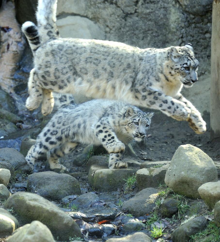 ユキヒョウのユキ 安らかにお休みください 写真を貼ったりするブログ かも ユキヒョウのユキ 安らかにお休みください 写真を貼ったりするブログ かも