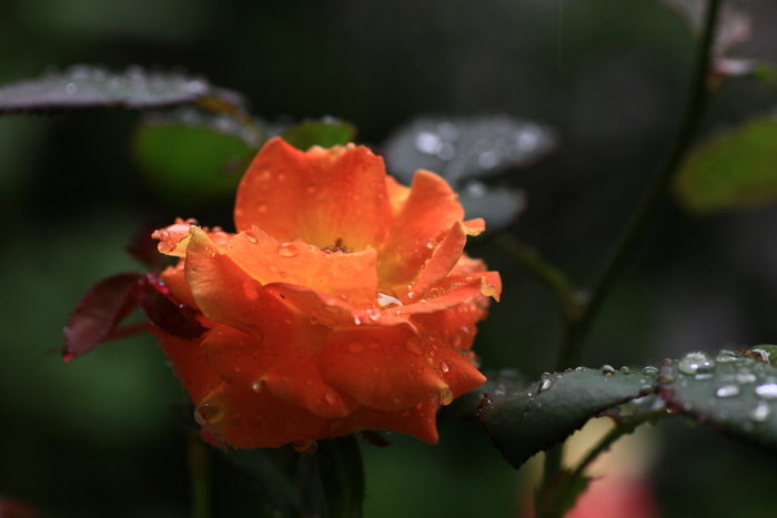 雨に咲く薔薇･･･ケーニギン･ベアトリックス_b0165522_1181781.jpg