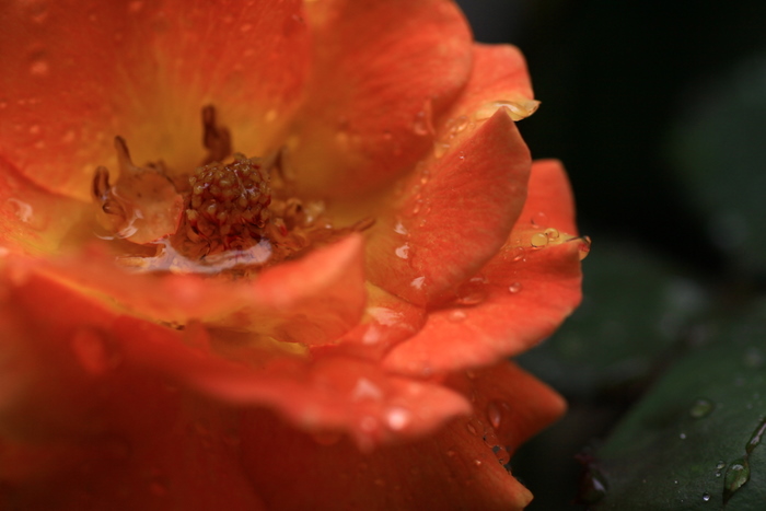 雨に咲く薔薇･･･ケーニギン･ベアトリックス_b0165522_119337.jpg
