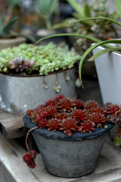 植物の生命力_b0140723_1322763.jpg