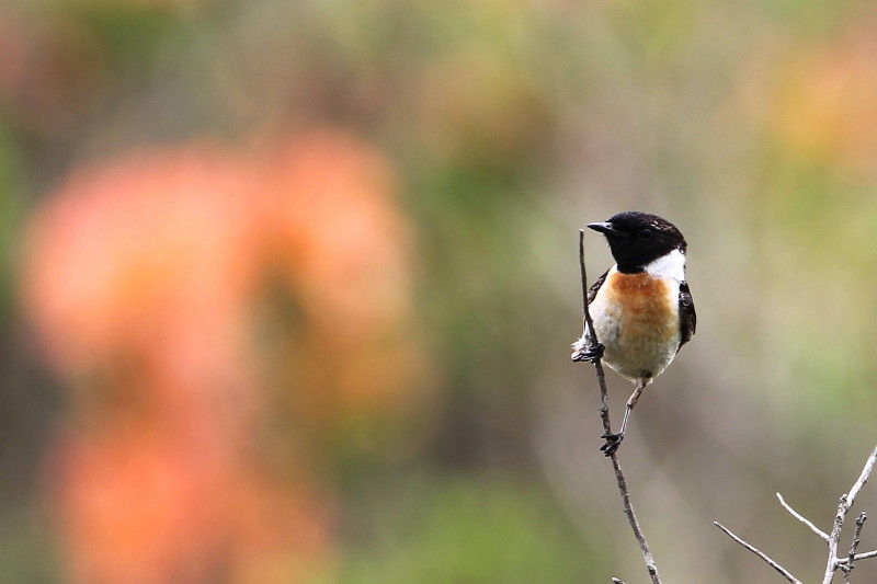 花と鳥②_b0179023_1064028.jpg