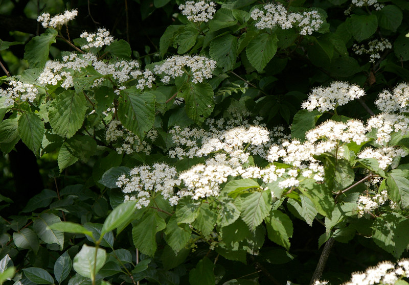 e0136424_9194581.jpg