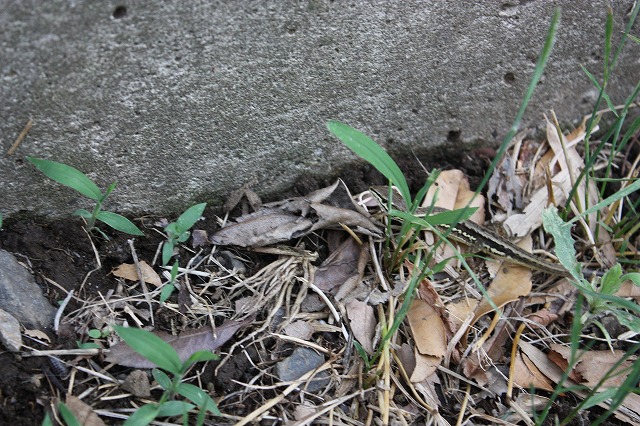 e0162524_12273412.jpg