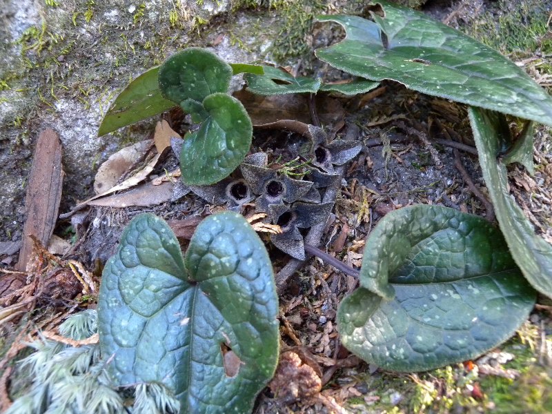 アツミカンアオイ 三重野生生物談話会bbsブログ 植物編