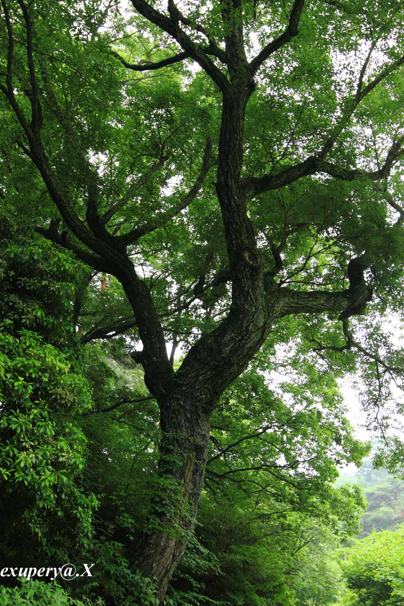 神戸森林植物園で1本の木を撮影しました_e0195337_2193220.jpg