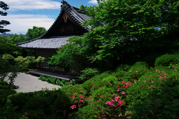 新緑とサツキと・・・ネコ（金福寺）_f0155048_0305592.jpg