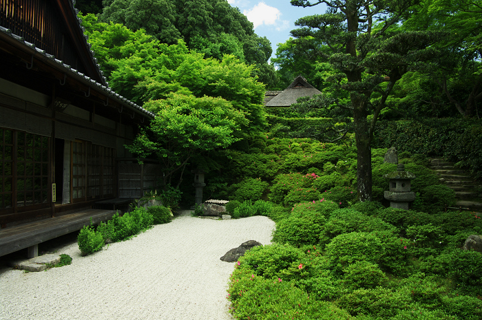 新緑とサツキと・・・ネコ（金福寺）_f0155048_0312451.jpg