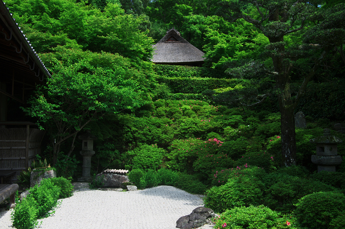 新緑とサツキと・・・ネコ（金福寺）_f0155048_032020.jpg