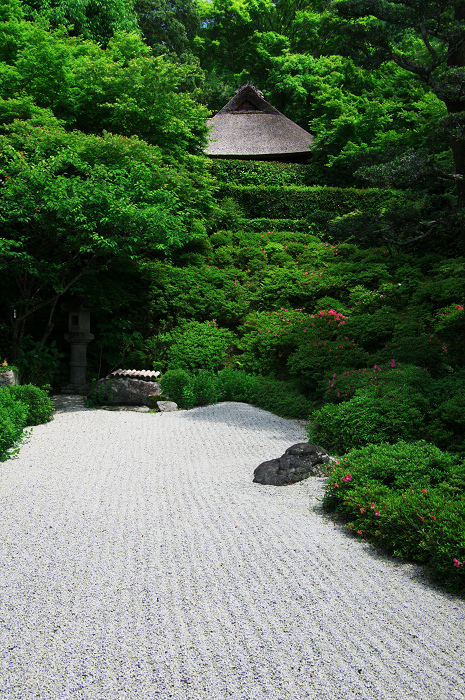 新緑とサツキと・・・ネコ（金福寺）_f0155048_0324141.jpg