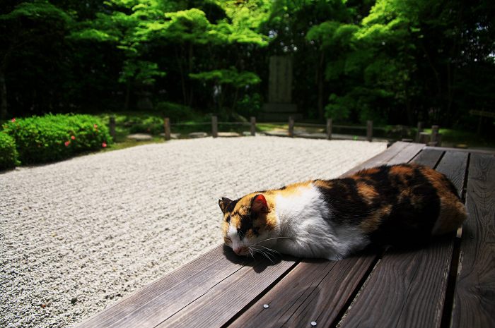 新緑とサツキと・・・ネコ（金福寺）_f0155048_037598.jpg