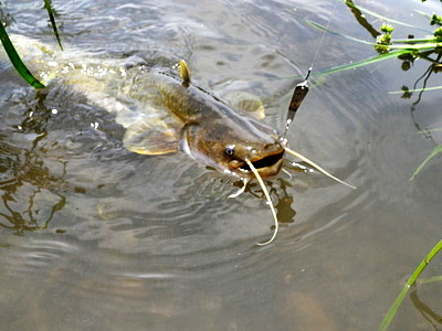 多摩川日記 増水の後がチャンス Tamagawalk ー多摩川親子探険記ー