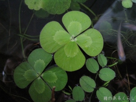 お気に入りの水草♪♪_f0213651_19424134.jpg