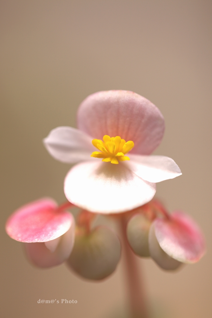 花散歩 ~ 北大植物園（続き）_a0155255_2141391.jpg