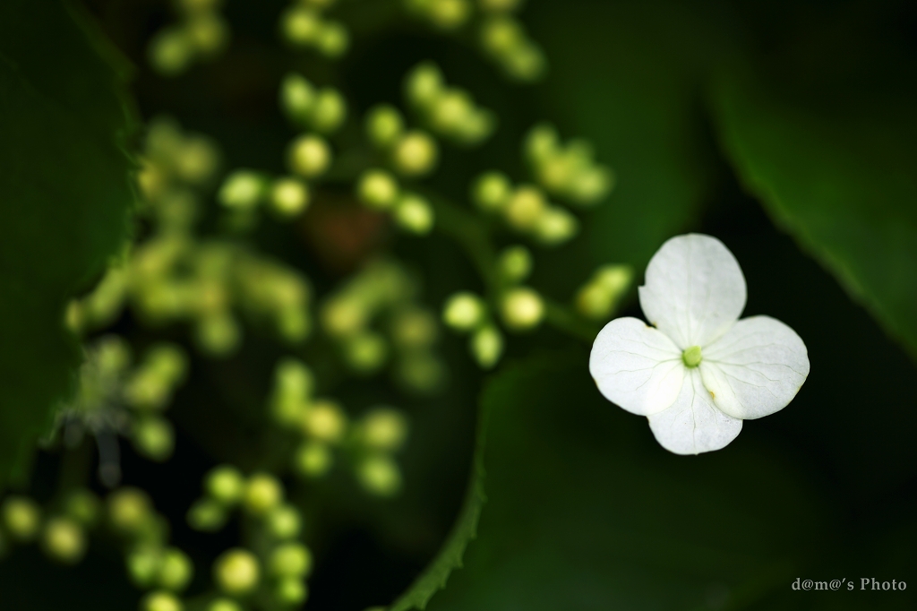 花散歩 ~ 北大植物園（続き）_a0155255_21454525.jpg