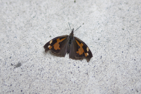 b0087456_1126146.jpg