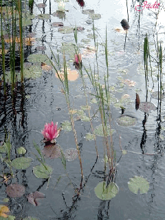 a0063364_23214884.gif