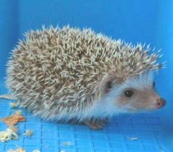 ハリネズミ_b0052564_10443192.jpg