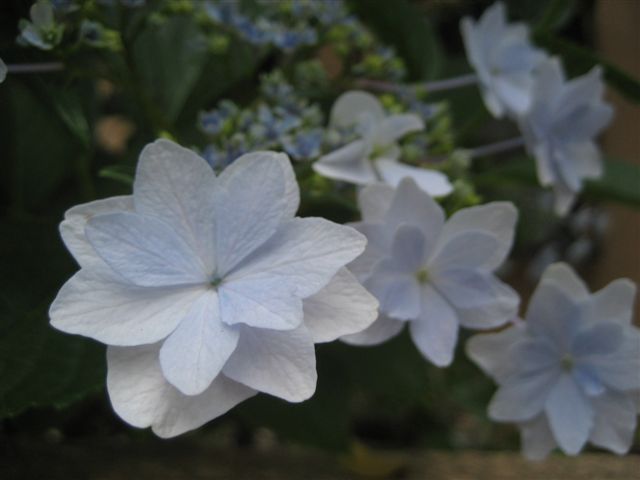 a0123465_0164827.jpg