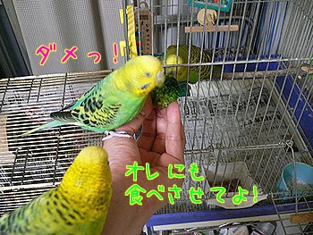 f0196665_0563.jpg