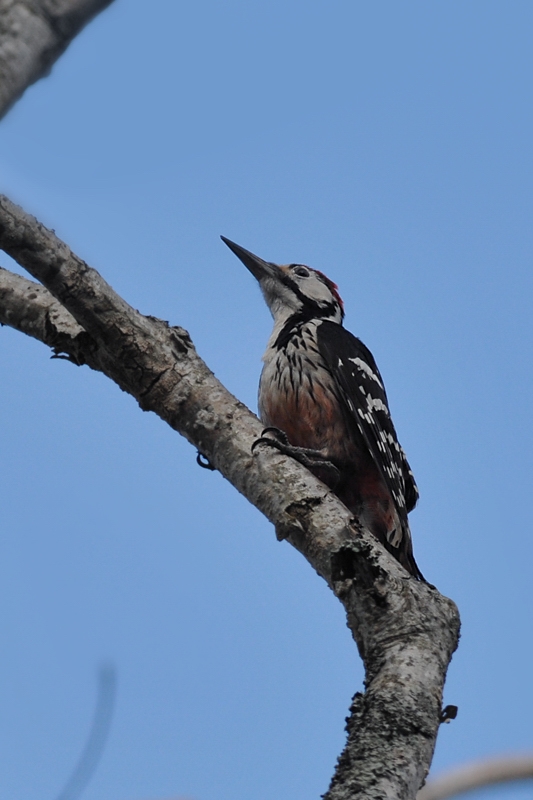 オオアカゲラ_f0053272_21451052.jpg