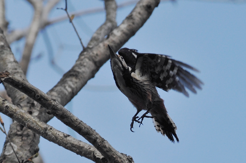 オオアカゲラ_f0053272_21472142.jpg