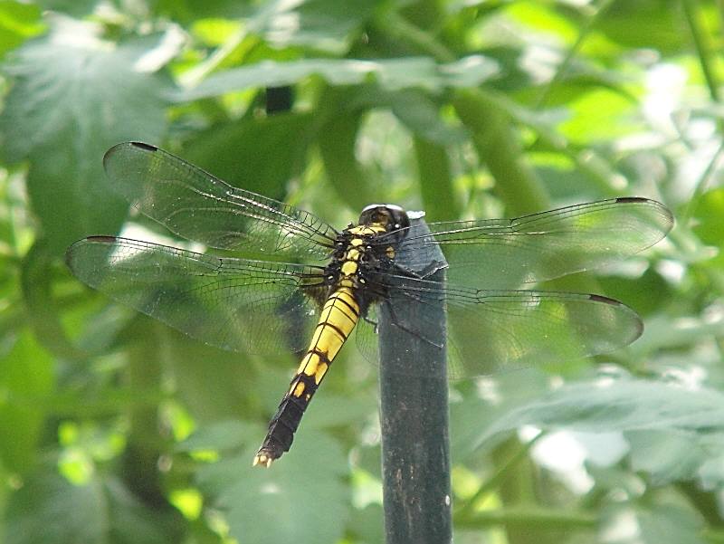 f0059673_1212794.jpg
