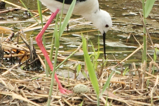 ★先週末の鳥類園(2010.6.19~20)_e0046474_19191898.jpg