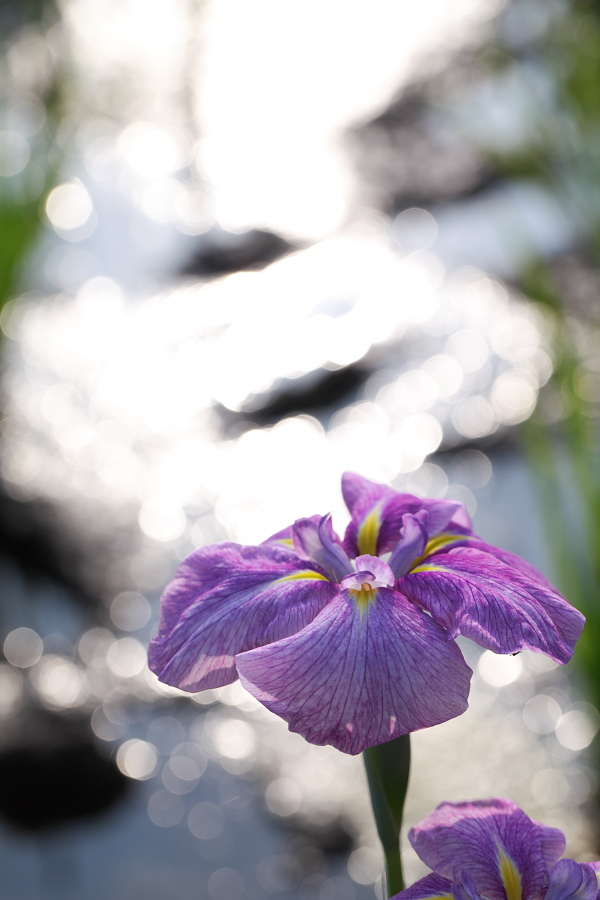 \'10 東村山菖蒲まつり ④_b0136781_054933.jpg