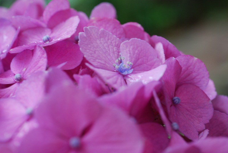 雨上がりの花々_c0187781_173585.jpg