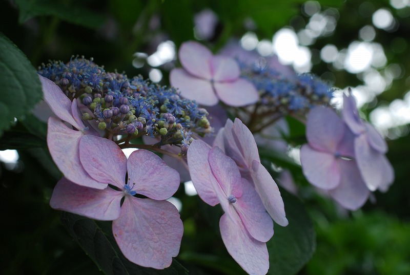 雨上がりの花々_c0187781_17365517.jpg