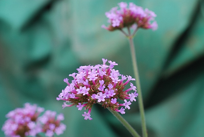 雨上がりの花々_c0187781_17395948.jpg