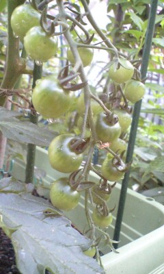 c0077283_2054912.jpg