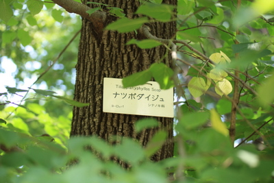 いろんな樹木の花と実♪_e0195587_19264478.jpg